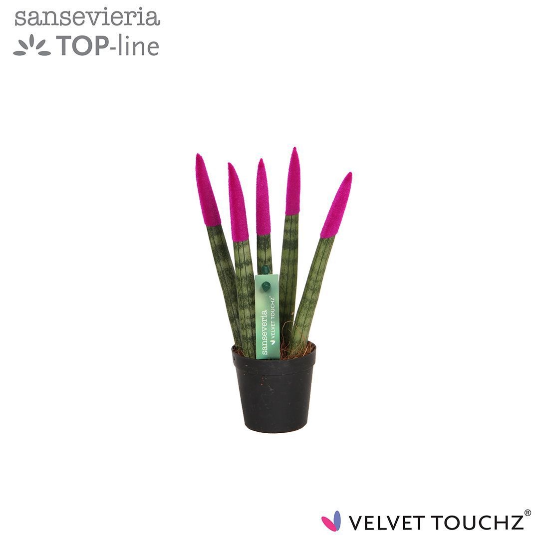 Sansevieria VELVET TOUCHZ® Fuchsia, D 6