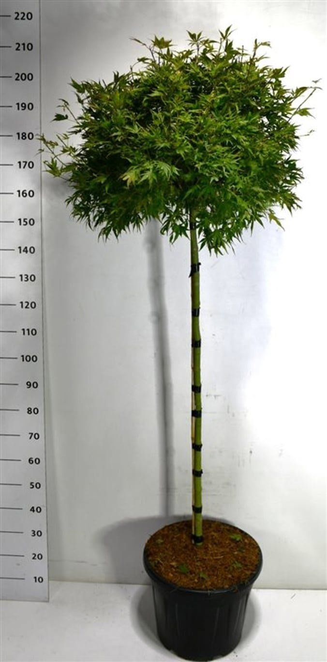 Acer pal. 'Shaina', D 40 cm Acer pal. 'Shaina', D 40 cm