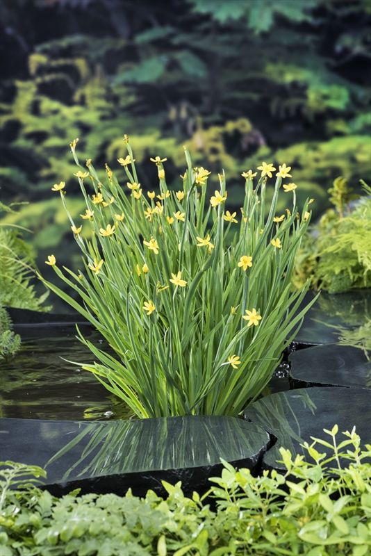Sisyrinchium californicum, D 9