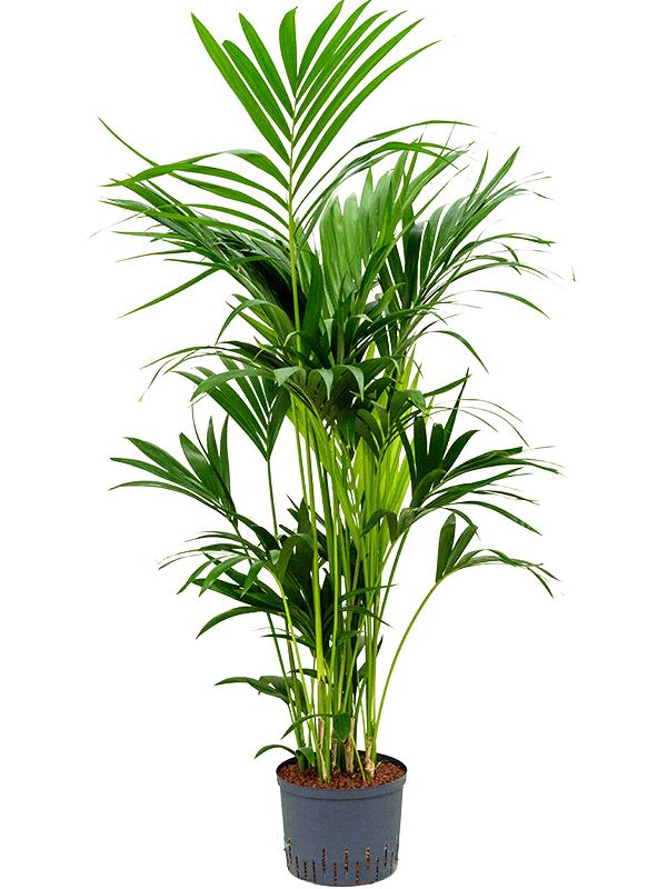 Kentia (Howea) forsteriana, D 25