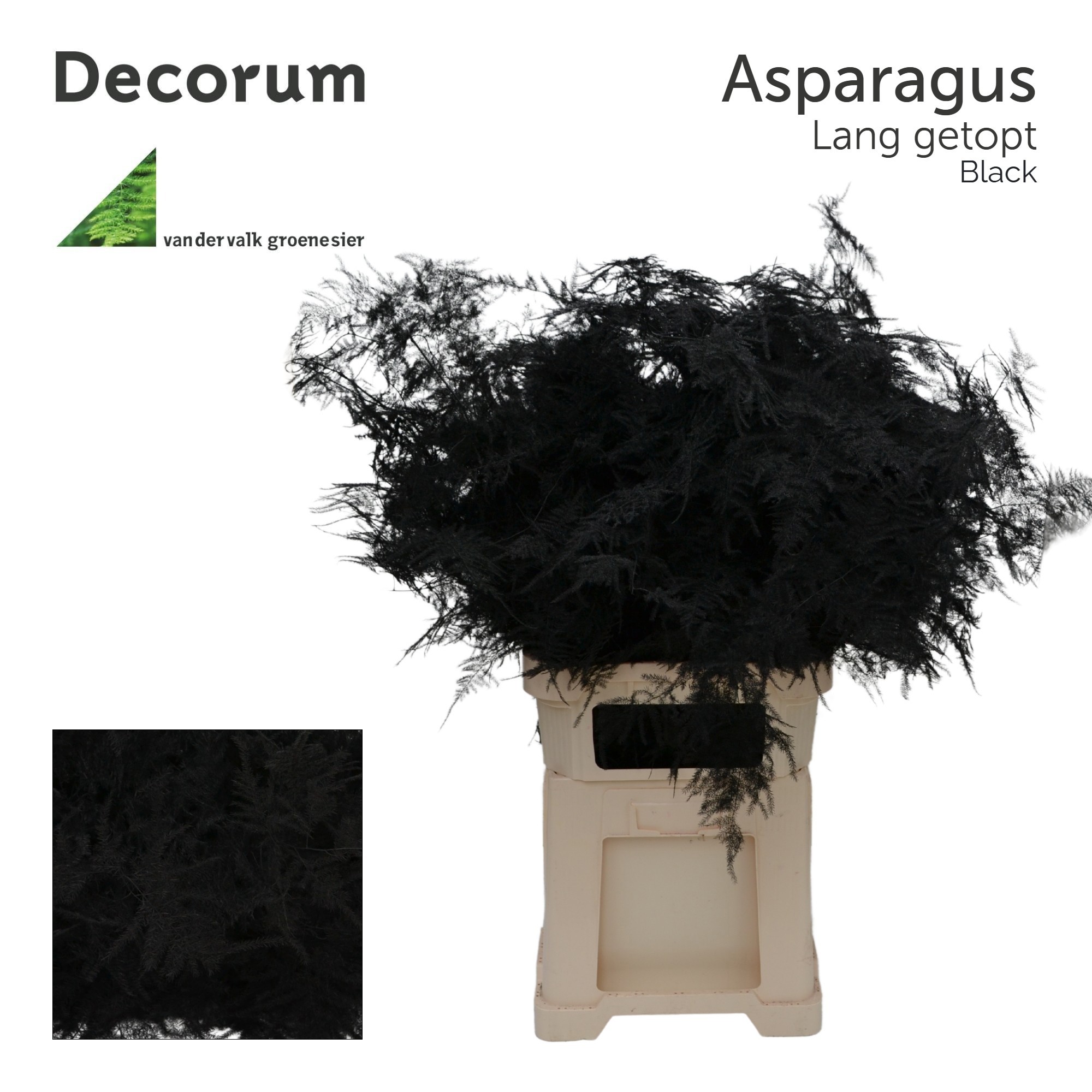 Аспарагус Овериг Крашеный (краш. ) 85, шт.