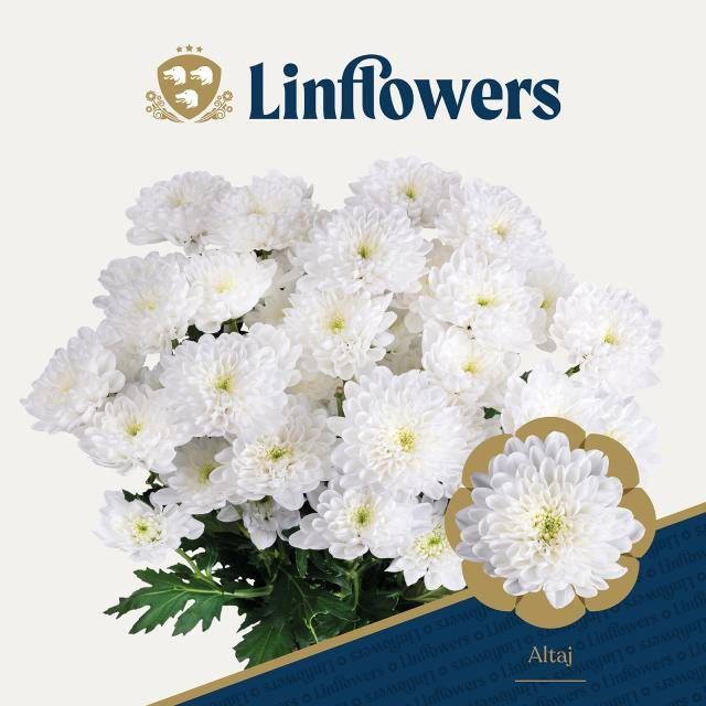Хризантема куст. Алтай 70 (бел.), шт.
