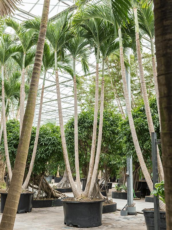 Veitchia (Adonidia) merrillii (650-700), D 140