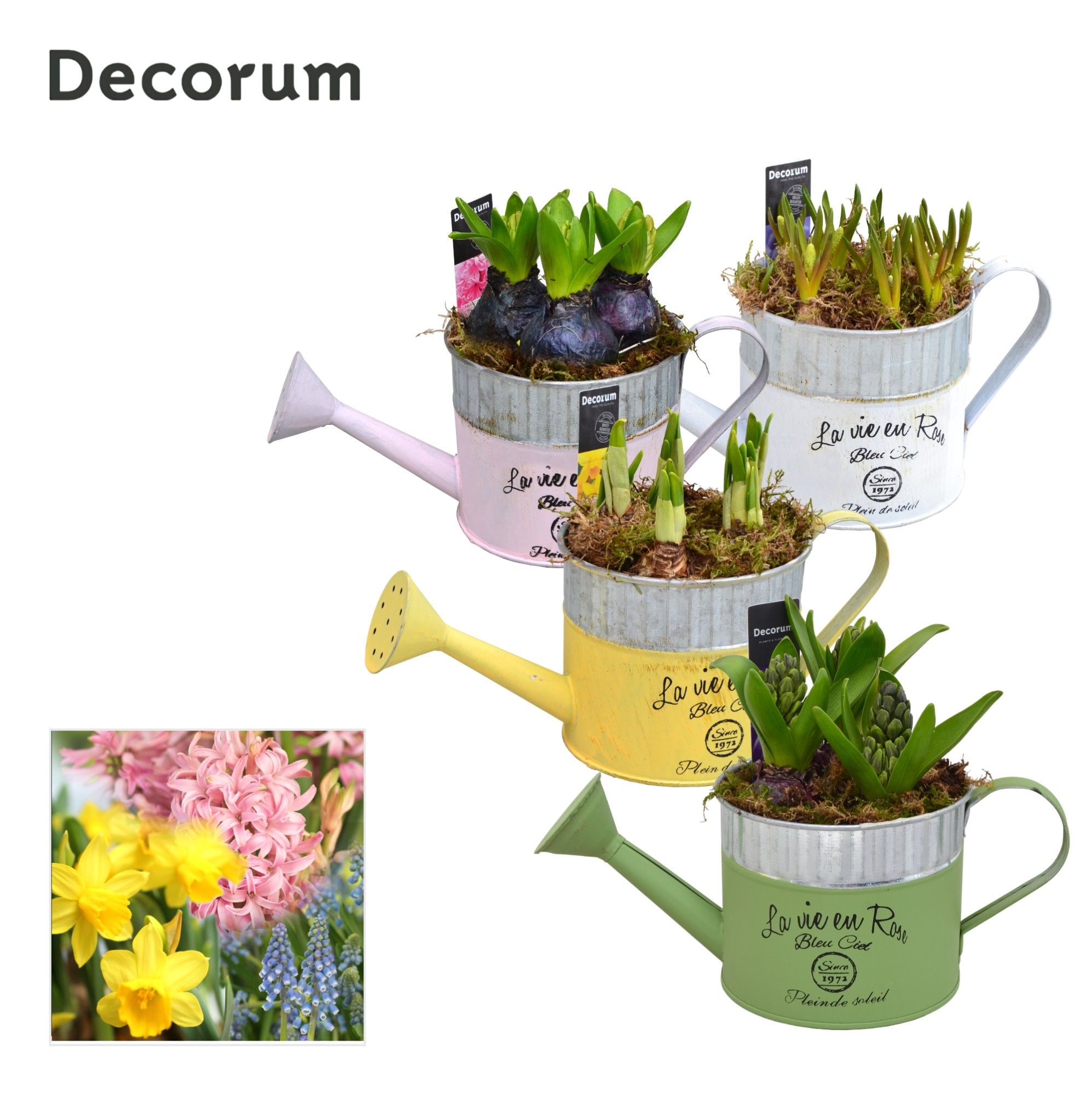 Bollenmix Gieter MAXI HL19953B, D 12