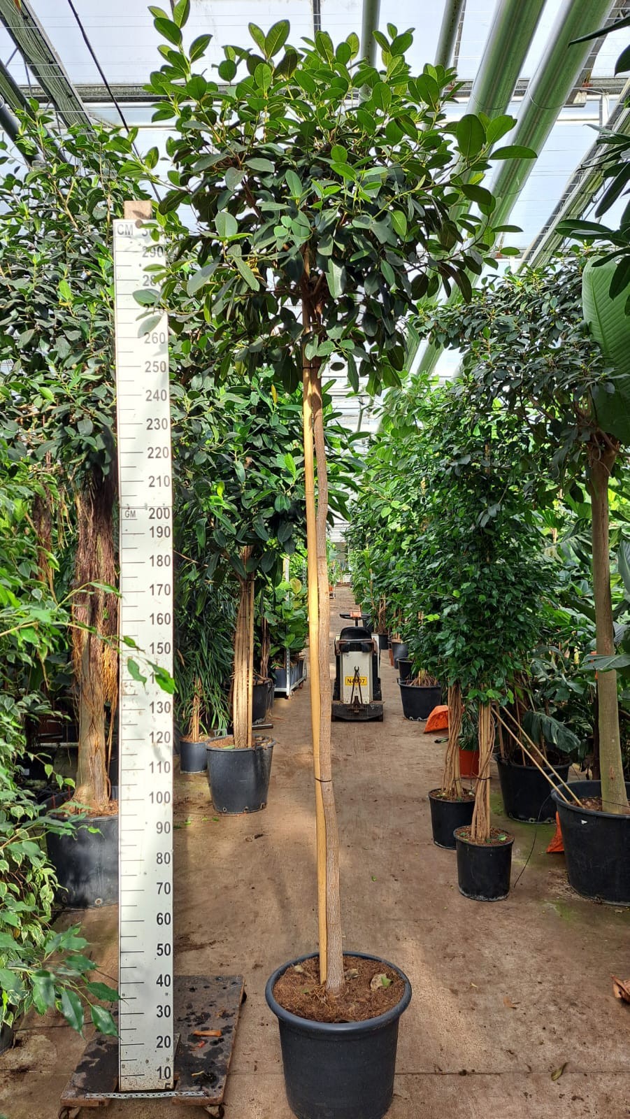 Ficus rubiginosa Australis stam 330, D 50