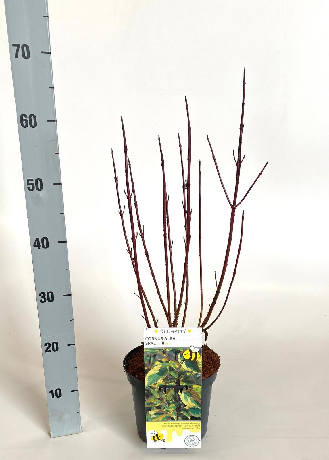 Cornus alba 'Spaethii', D 19