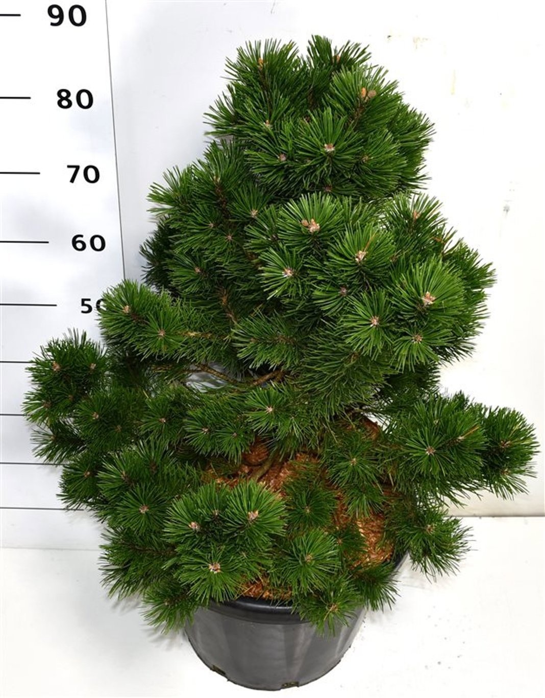 Pinus mugo 'Gnom', D 38 cm