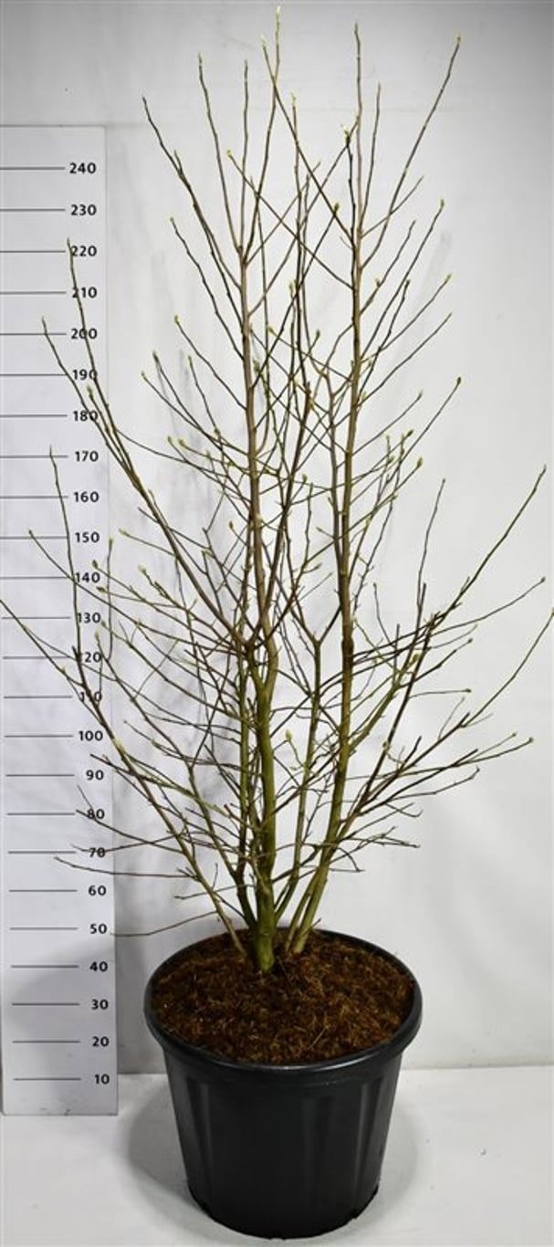 Magnolia loebneri 'Wildcat', D 60