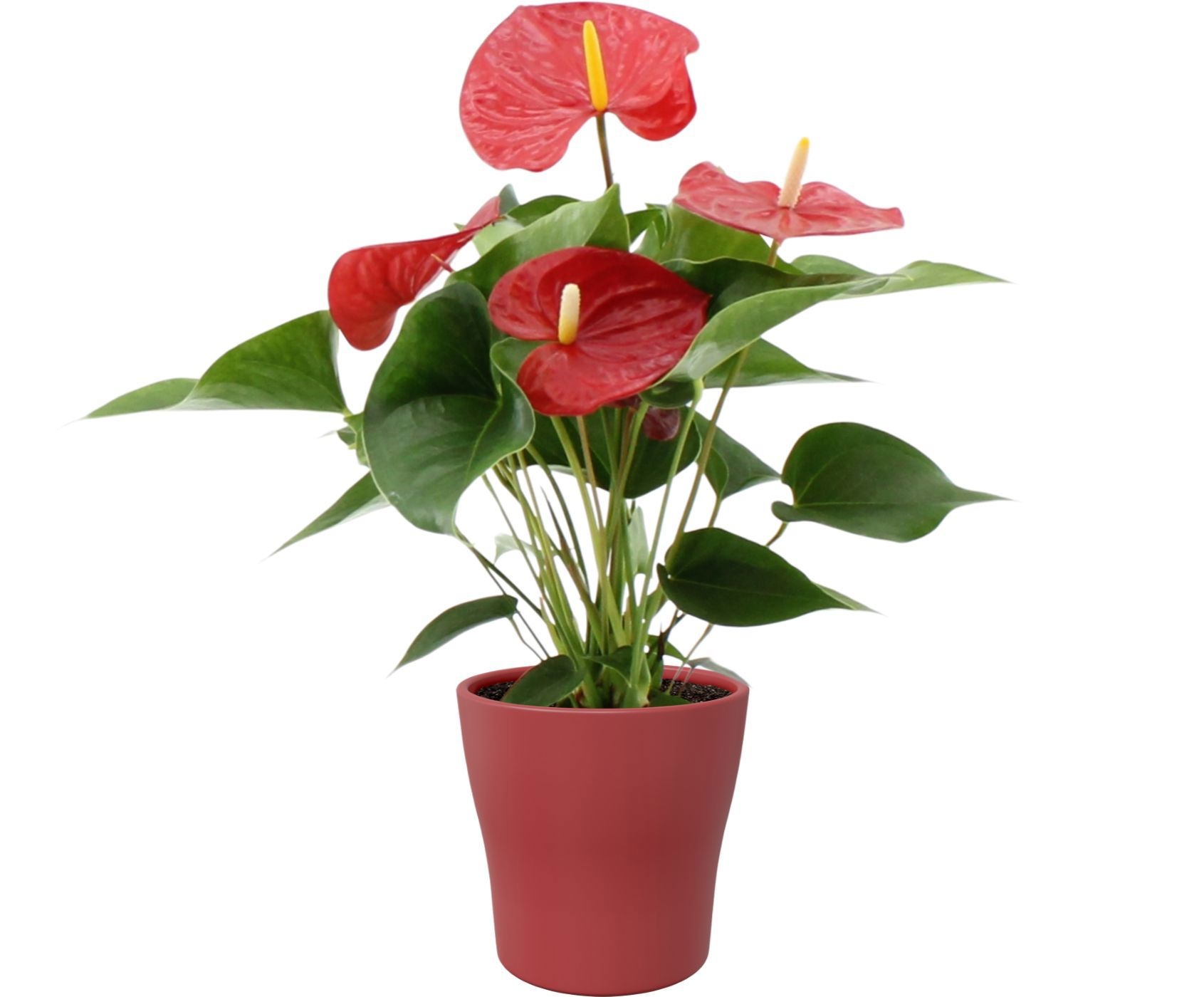 Anthurium 12 cm Everio in Alicante ceramics, D 12