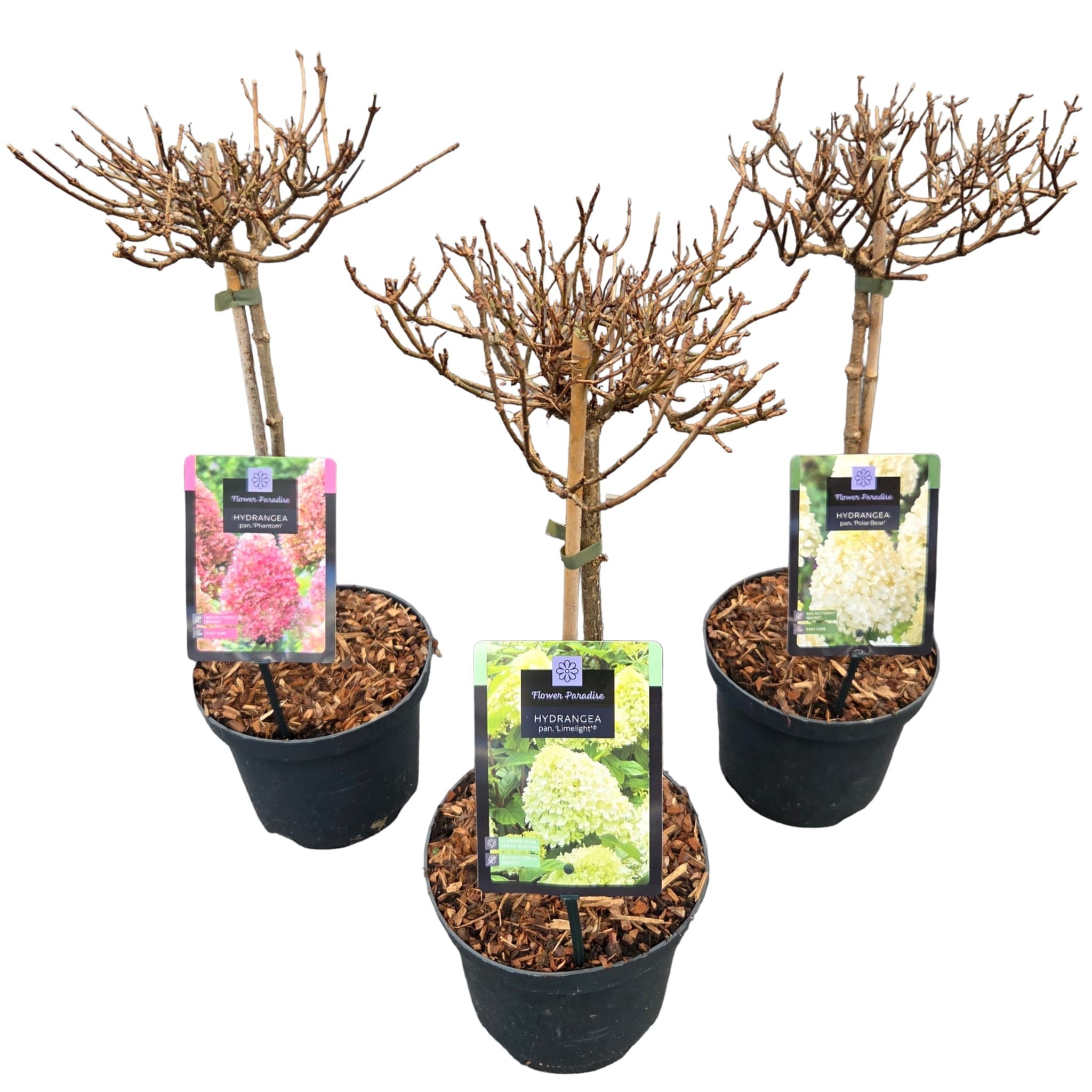 Hydrangea pan. 'Mix' Stam C3, D 19