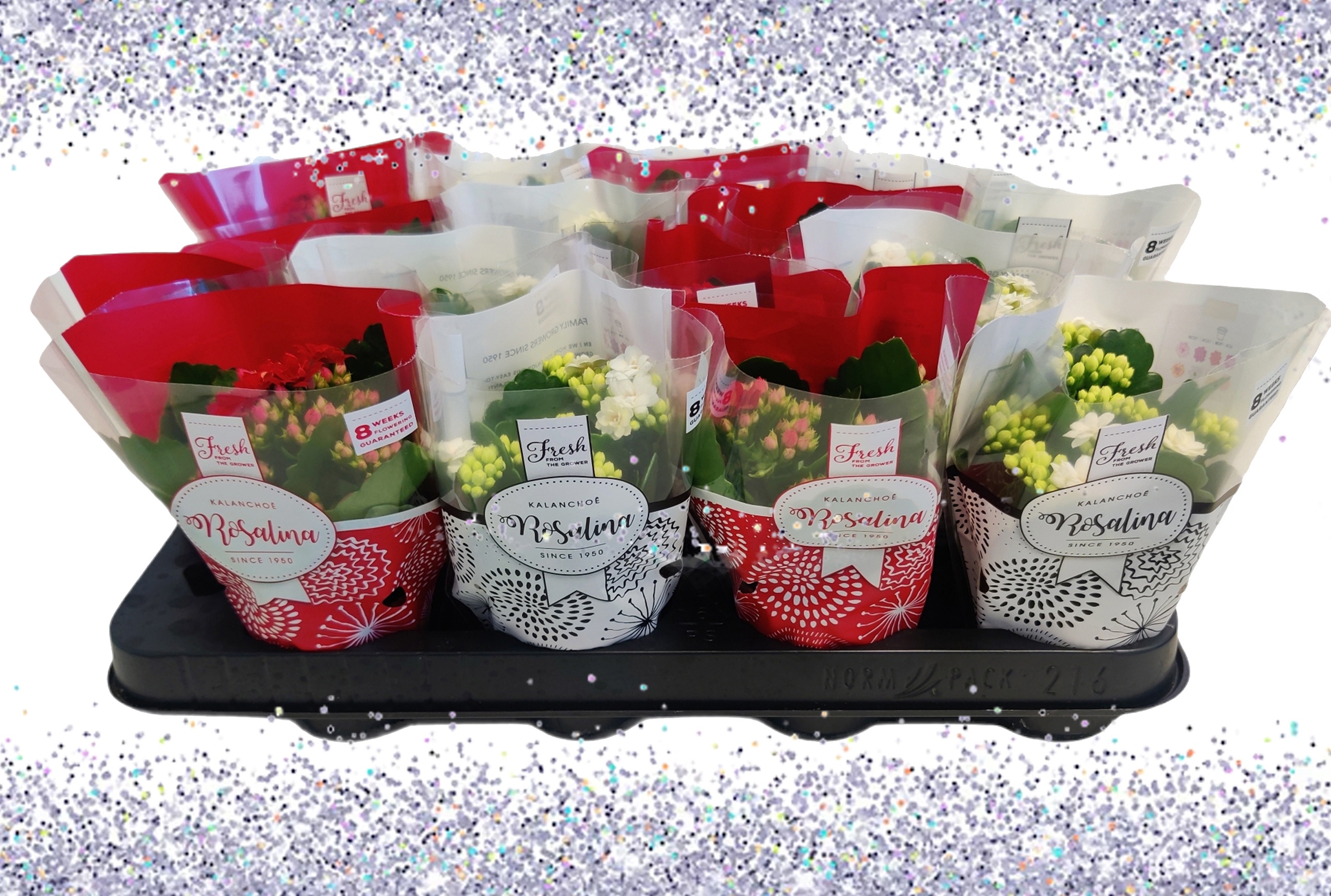 Kalanchoe Rosalina 07cm rood/wit, TST hoes Kerst met glitters, D 7