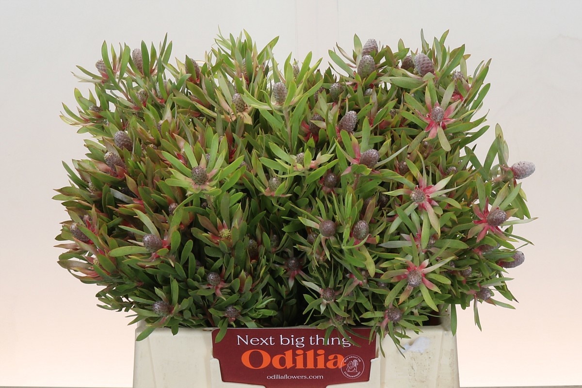 Леукадендрон Стар Перл 40, шт.