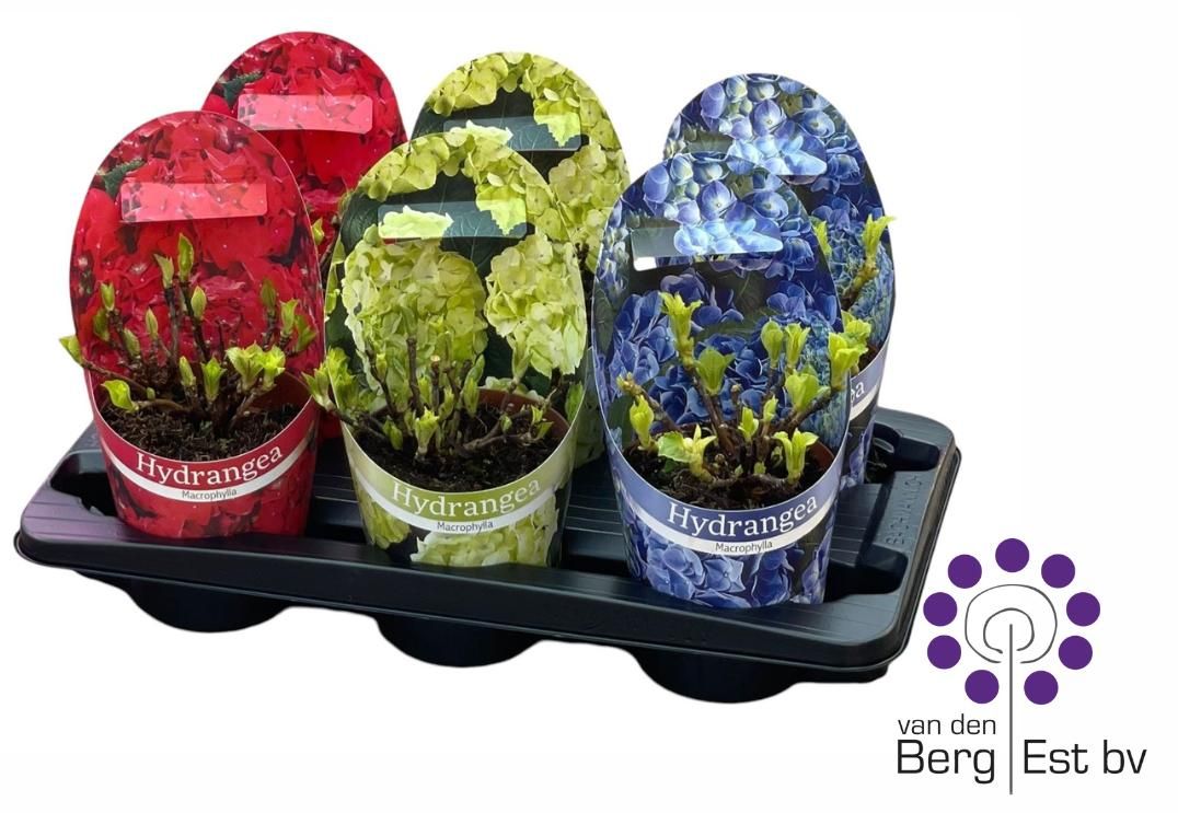 Hydrangea macrophylla gemengd in Potcover, D 14