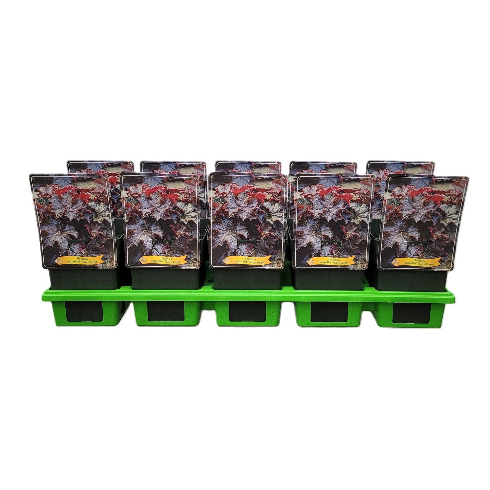 Heuchera micrantha 'Palace Purple' P11, D 11