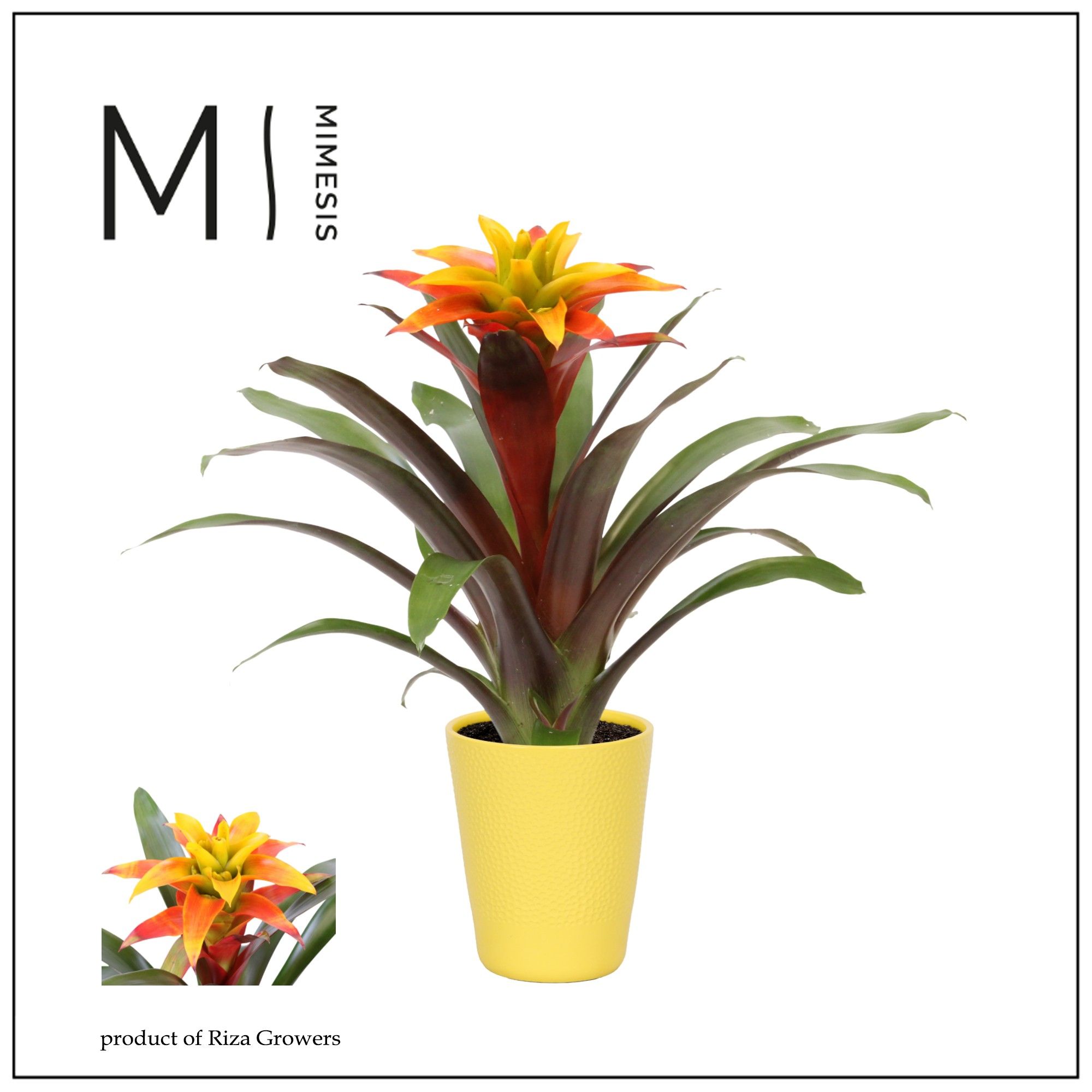 Guzmania Fiero Yellow - 13cm in Florence | Mimesis, D 12