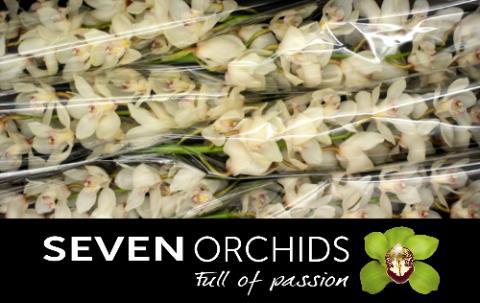 Цимбидиум Антонелла x9 60, шт.