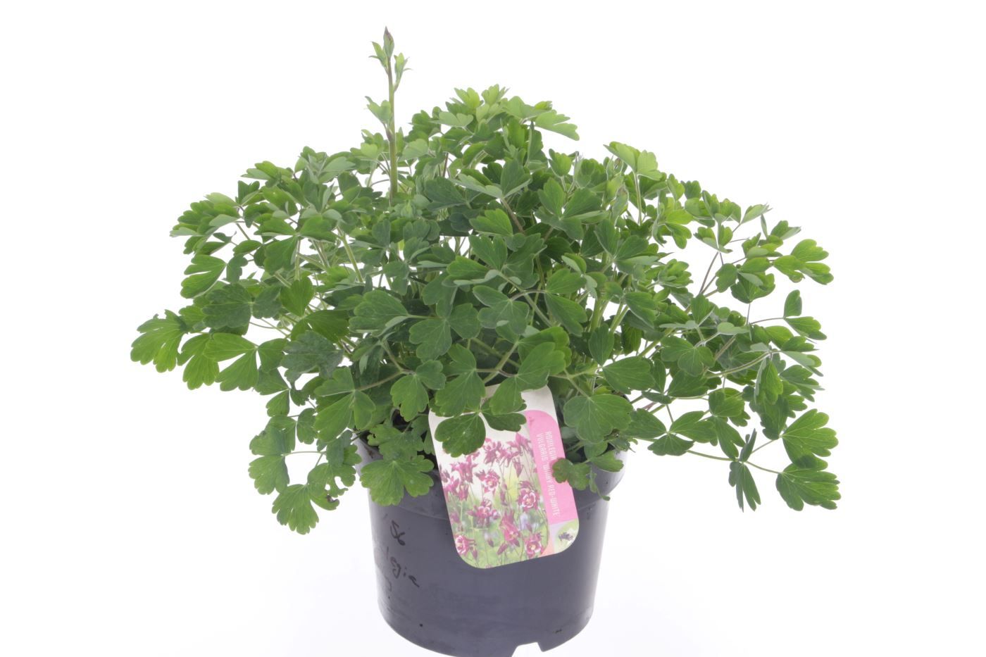 Aquilegia vulgaris Winky Blue White, D 17