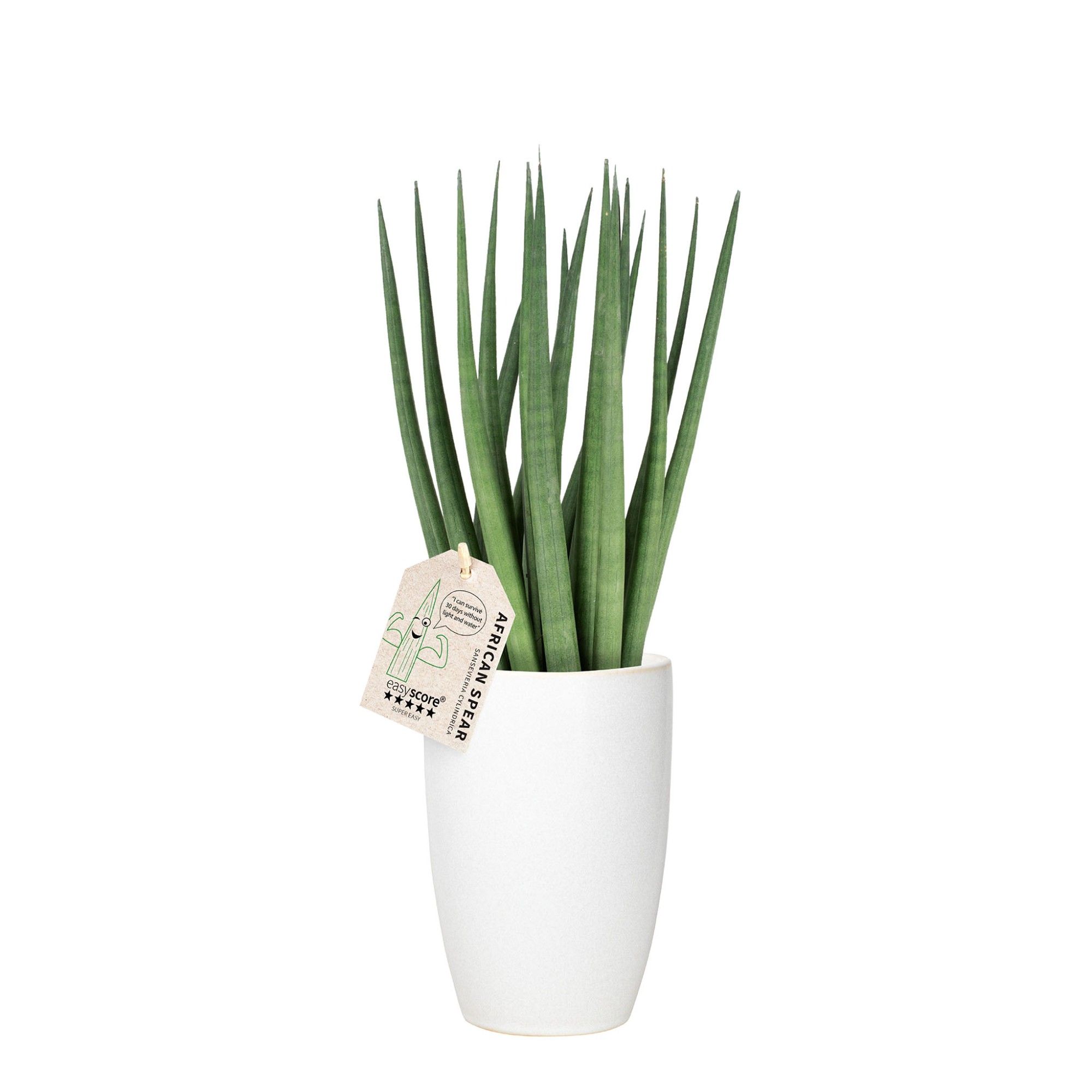 Classic White, Sansevieria ´Spaghetti´, D 12