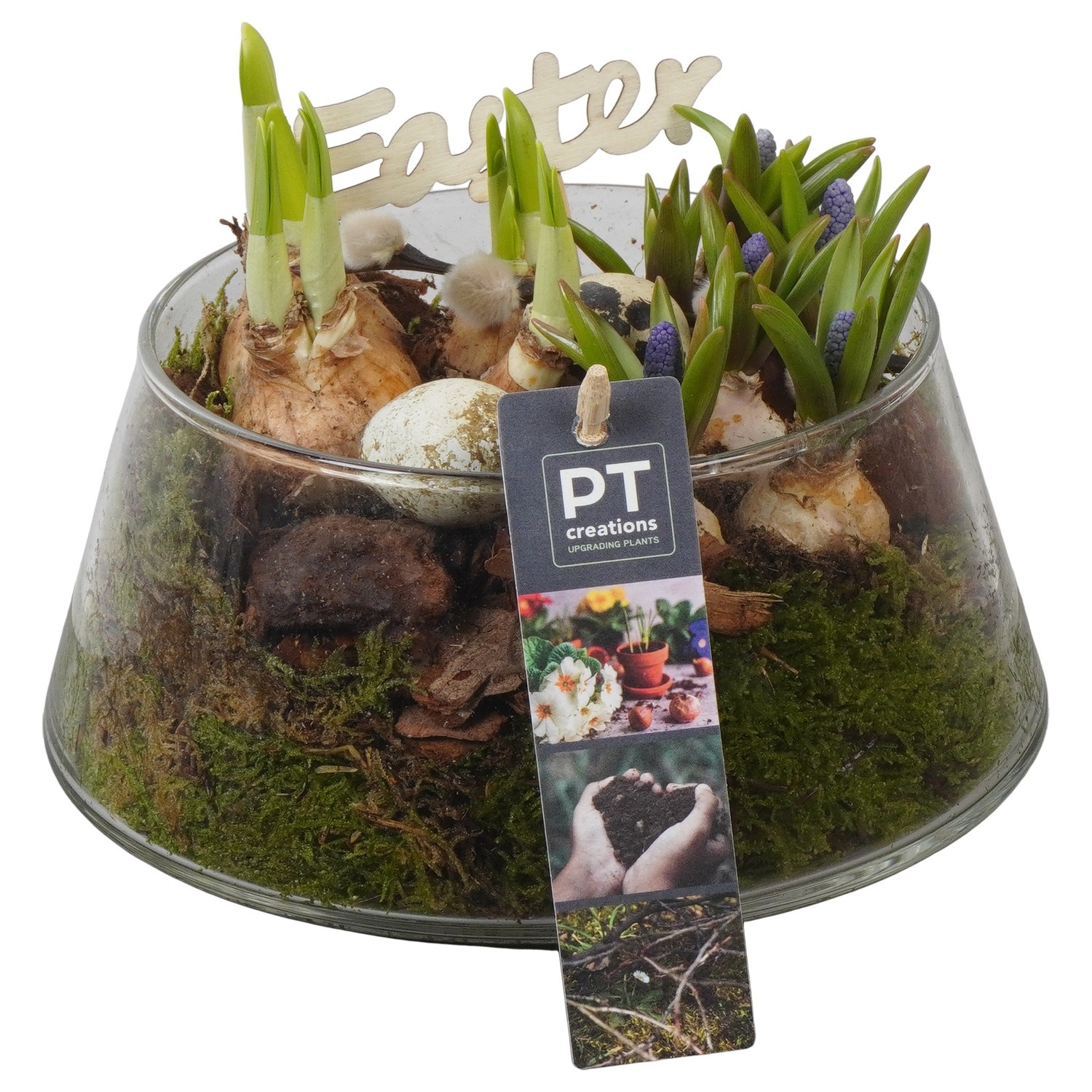 PTBMP5747 Arrangement Easter Bulbs Mix in glas schaal, D 18