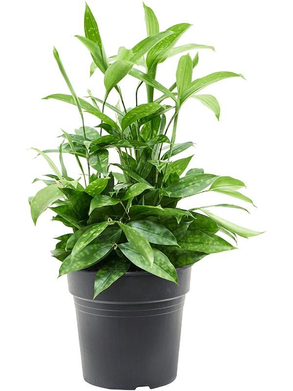 Dracaena surculosa, D 19