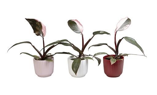 PHILODENDRON-HYBRID 'PINK PRINCE L 467', D 6