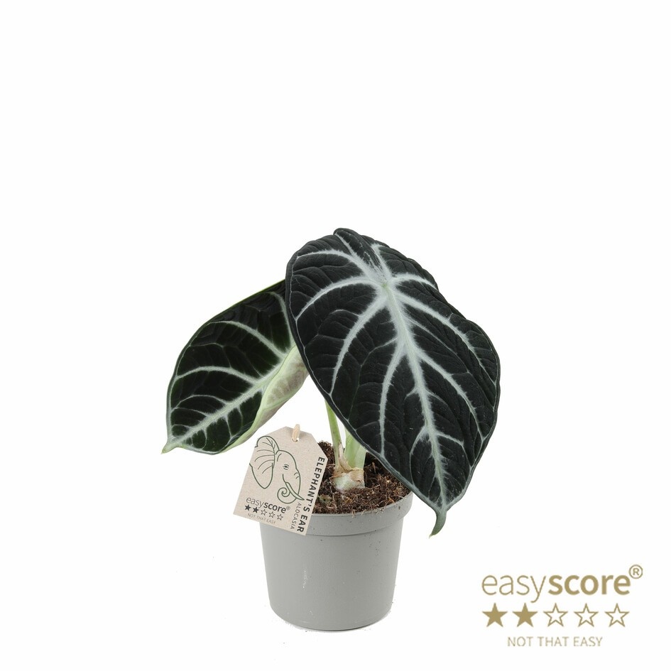 ALOCASIA REGINULA 'Ninja', D 9 cm