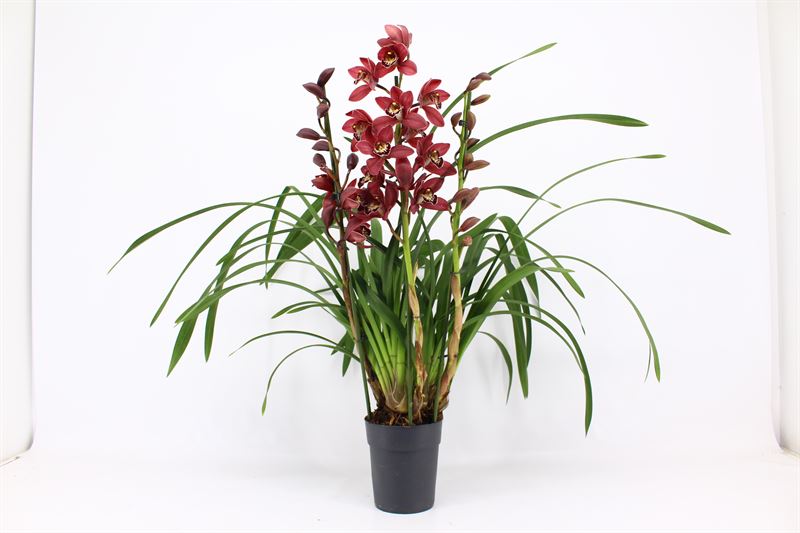 Cymbidium p14 Red Beauty Roy 3T, D 14