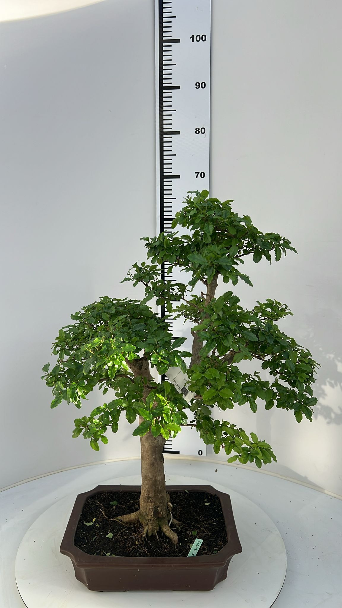 Ligustrum sinensis, Pot 30cm., Height 65cm. (Single item), D 30
