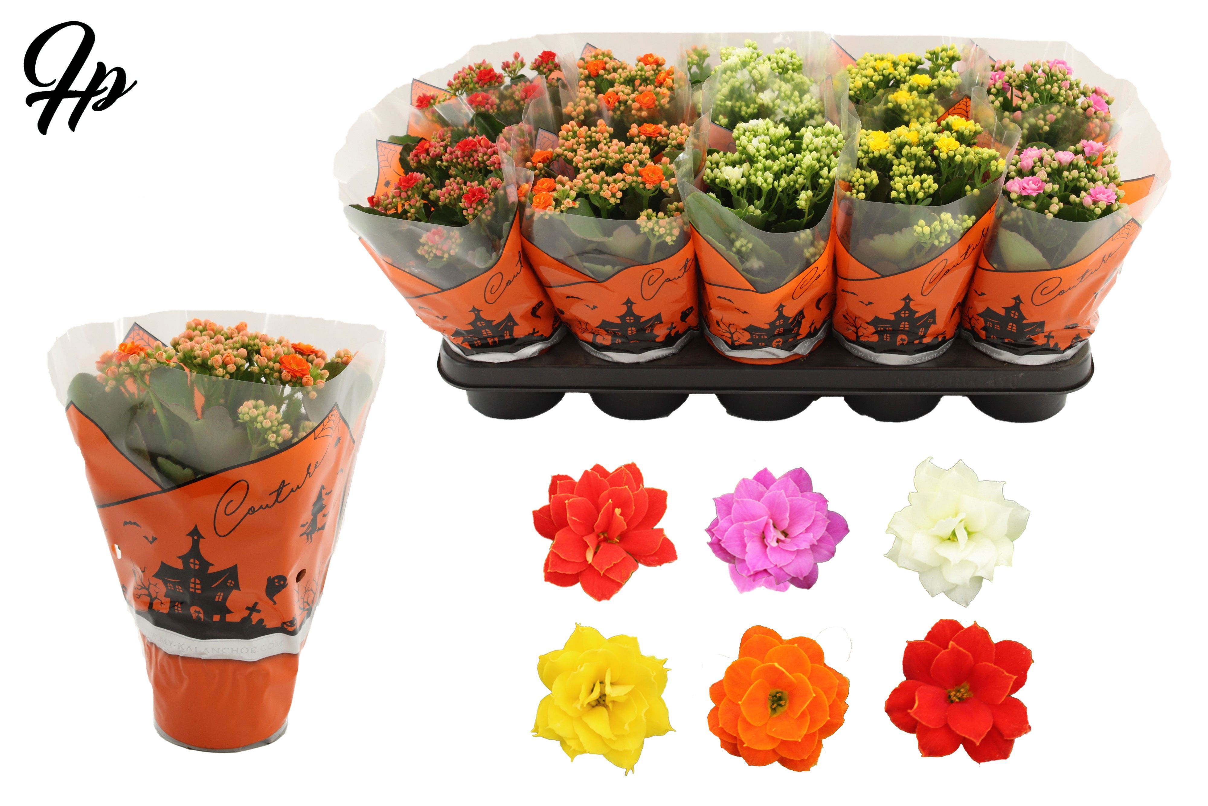 Kalanchoë 5 color mix in Couture Halloween sleeve, D 12 cm