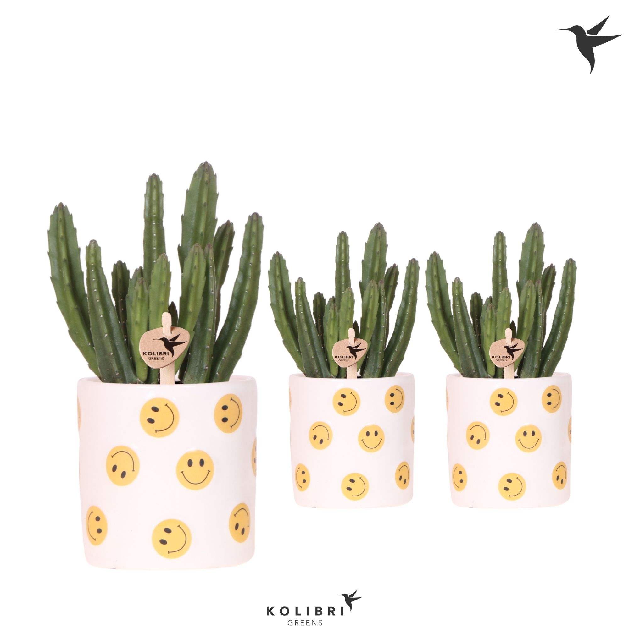 Kolibri Greens Stapelia Leendertziae in Smiley pot, D 9 cm