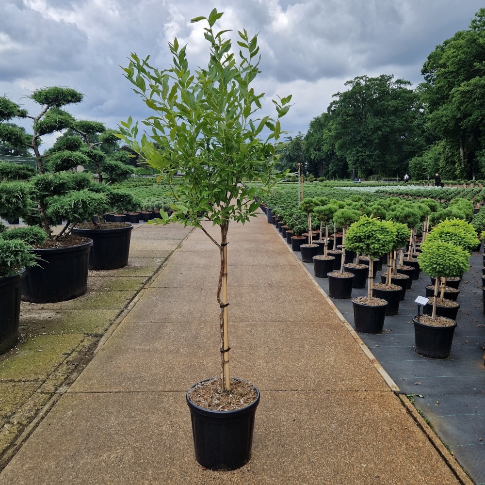 Vaccinium cor. 'Goldtraube', D 32 cm