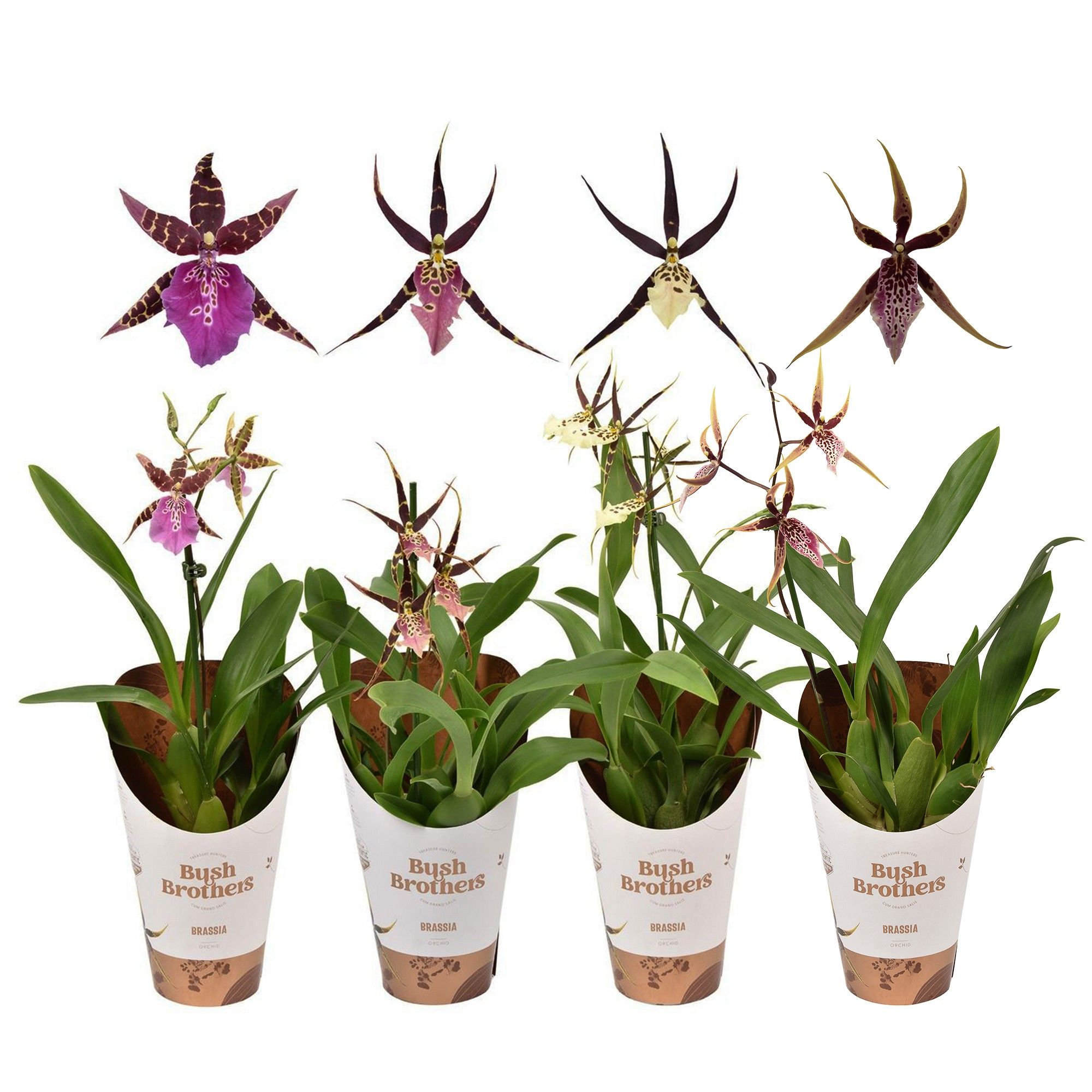Brassia mix 1 tak kort 12 cm, D 12
