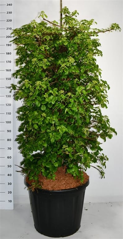 Hydrangea petiolaris, D 60