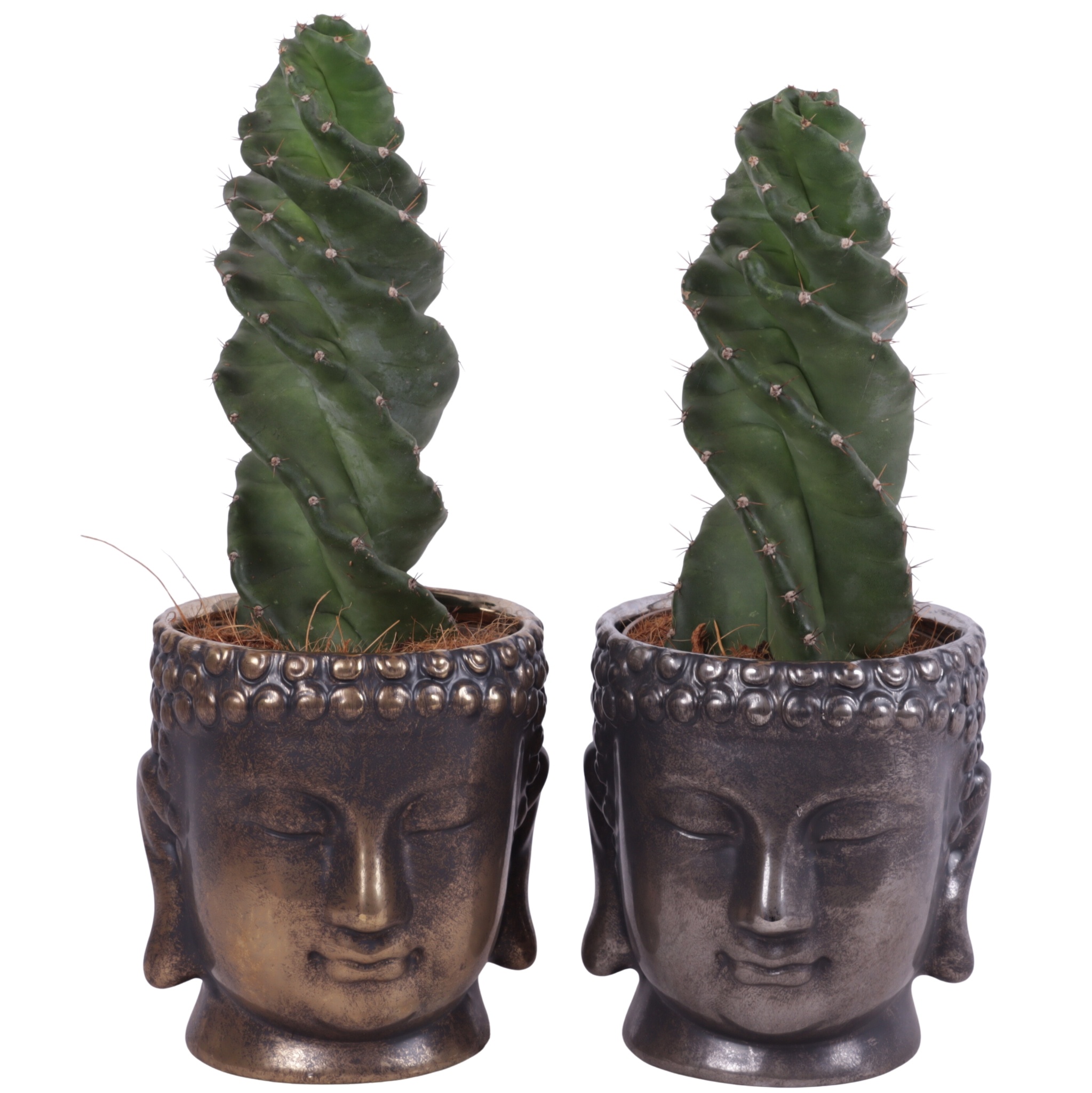 Cactus Cereus Spiralis Ø12cm in Ceramic Buddha Gold/Silver Ø15cm, D 15