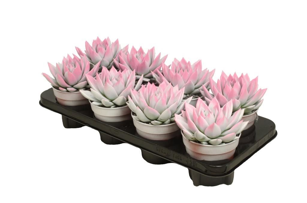 Miranda bicoloured white/pink, D 12