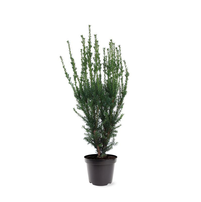 Taxus media 'Hillii' (zonder etiket), D 26
