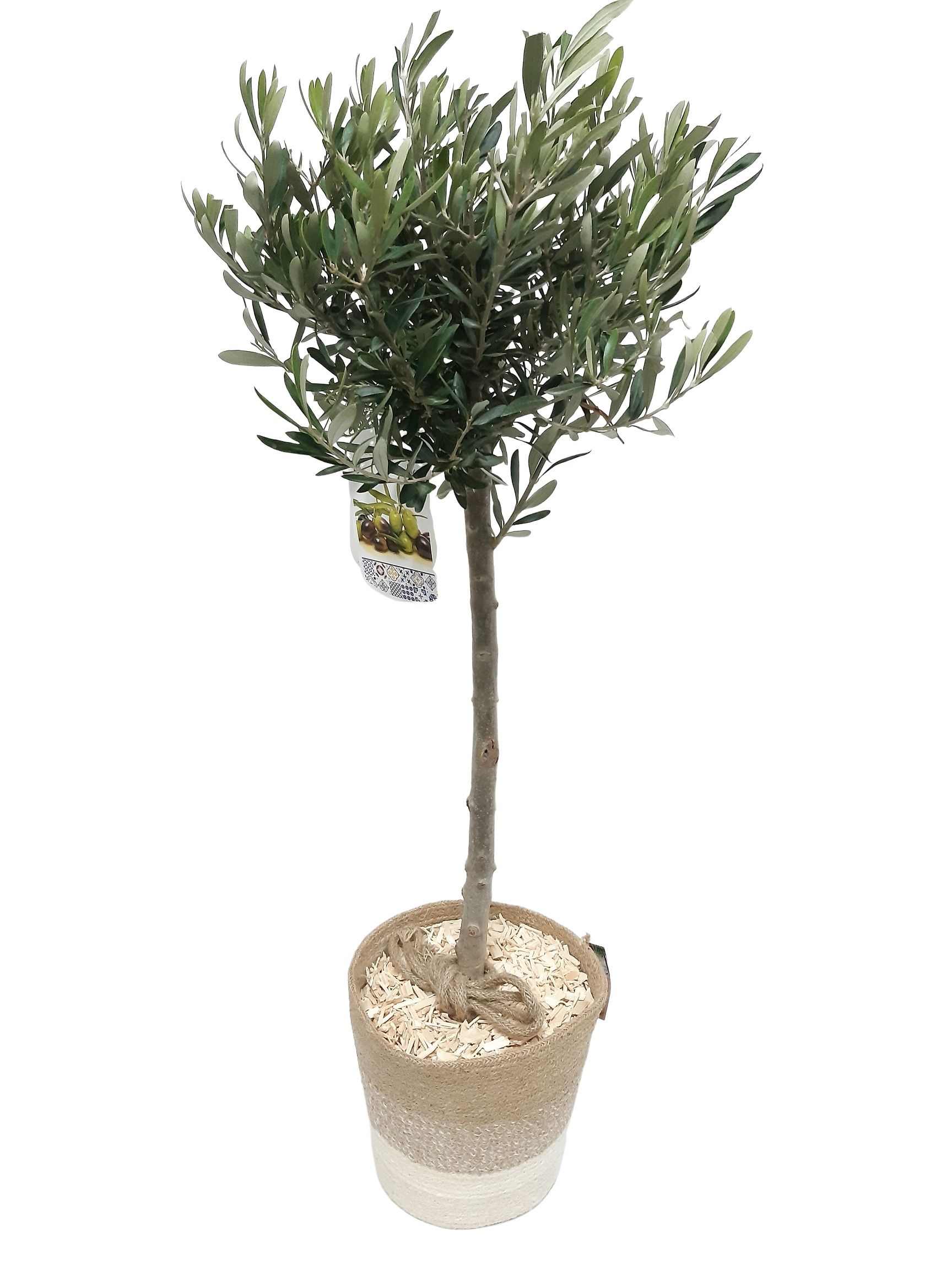 JMWH24OLE Olea H110 Jute Mand D24, D 24