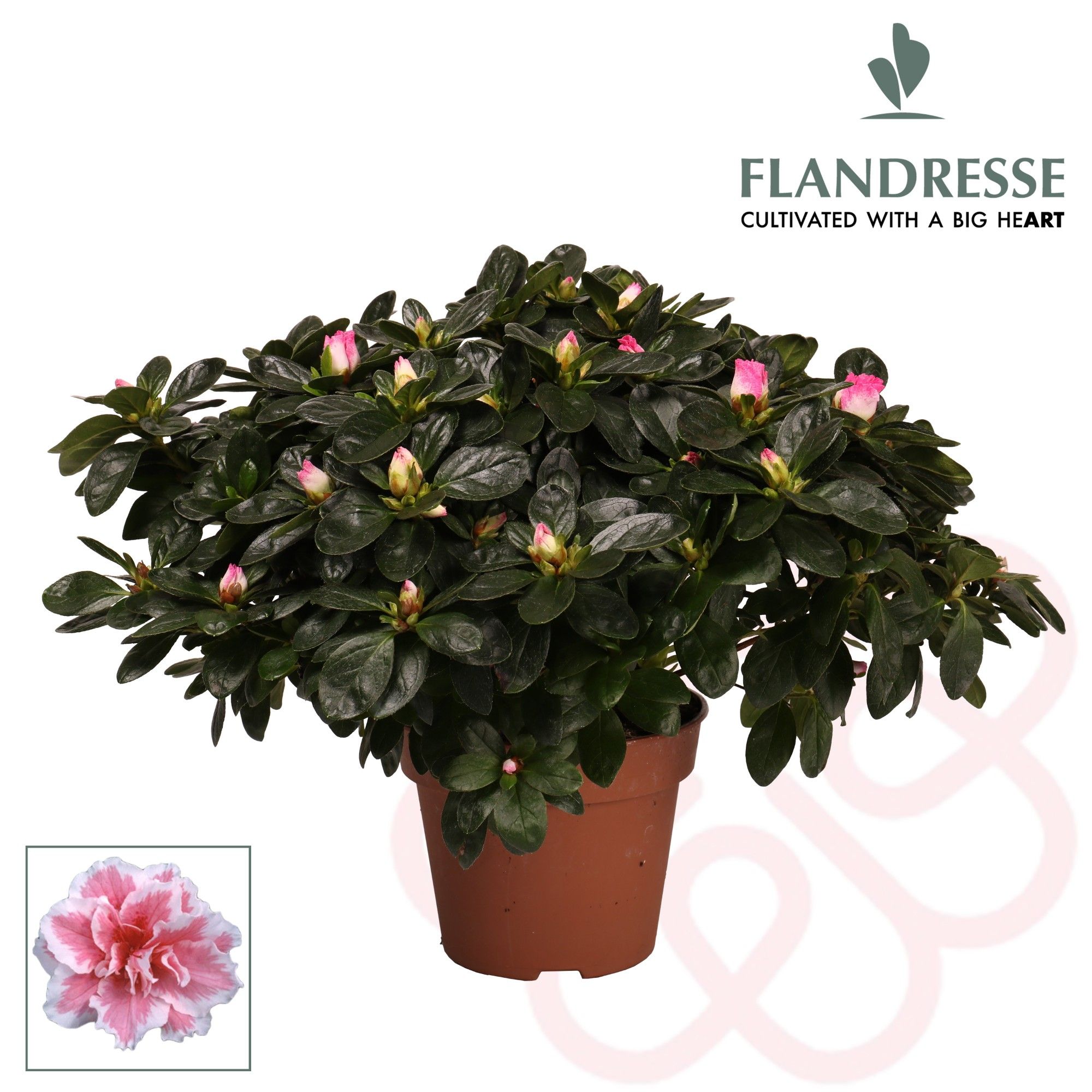 Azalea Flandresse® 'bont' 37 - 40 cm, D 17