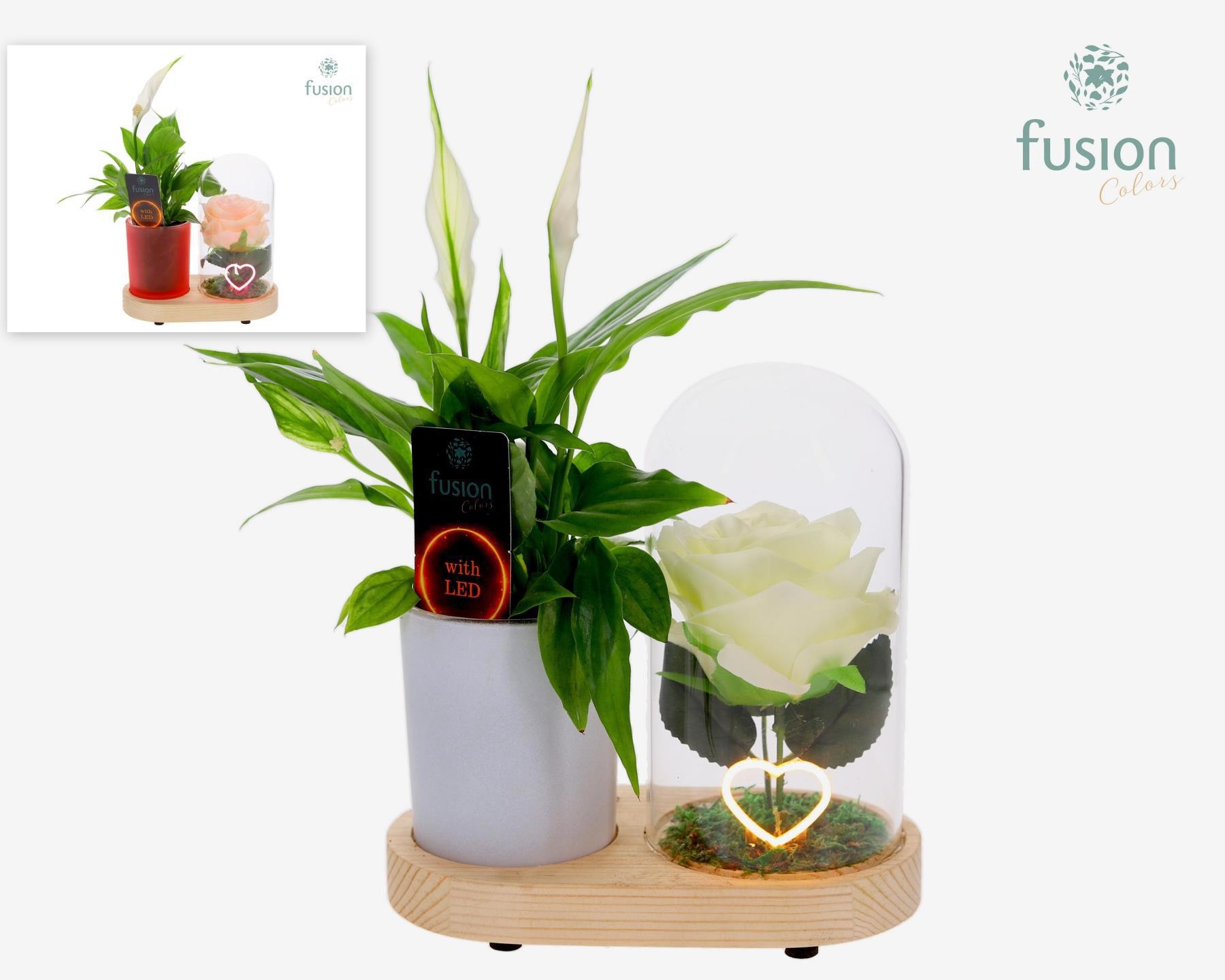 LED Lichtbal Hart houten planter met Spathiphyllum, D 17