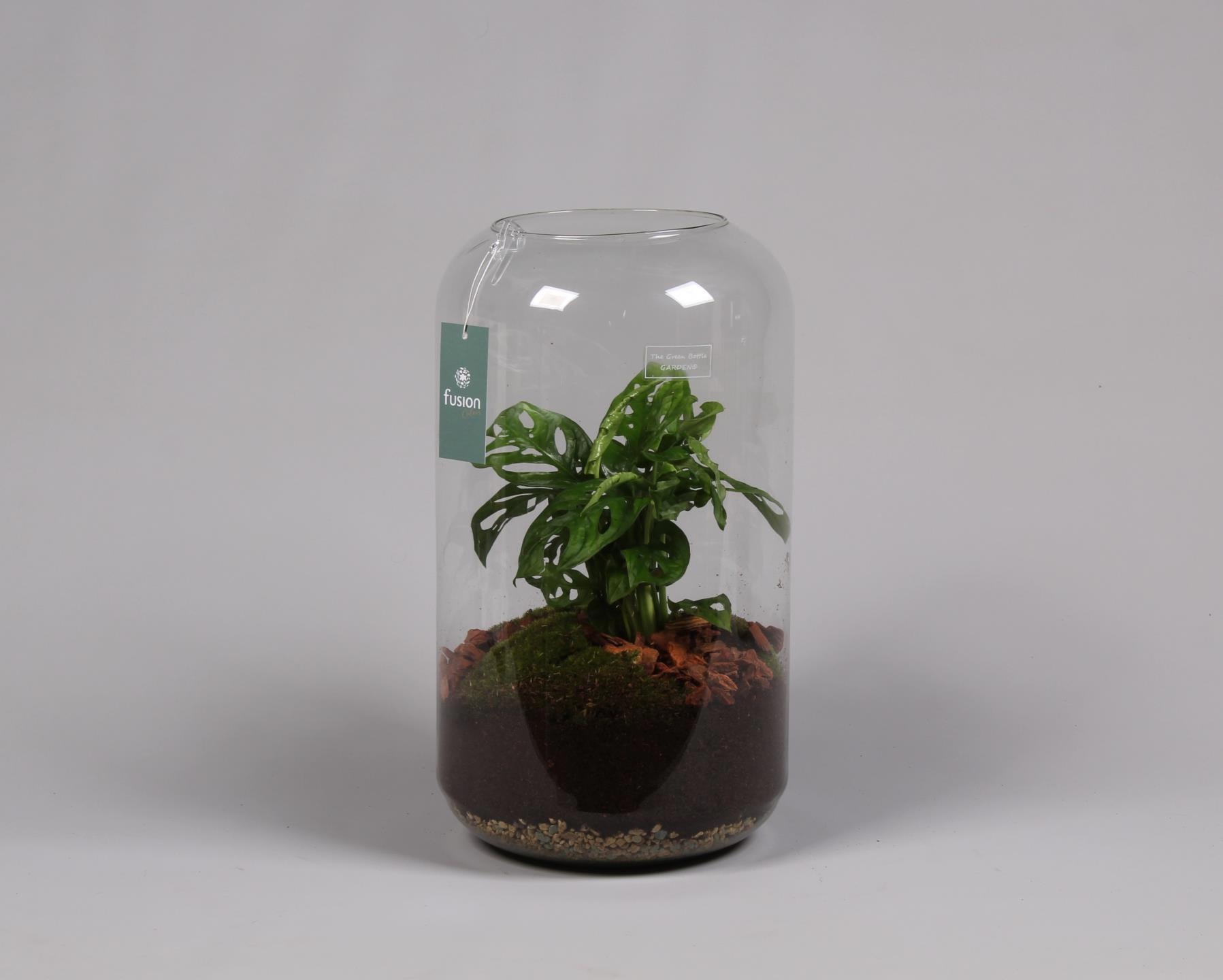 Green Bottle Isabella Large met Skindapsus, D 23