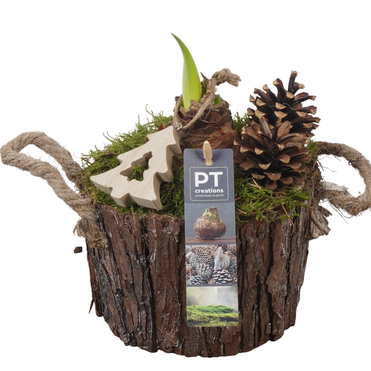 PTACH5888 Arrangement Amaryllis Christmas in houten bak, D 16 cm