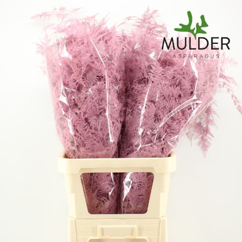 Аспарагус Овериг Крашеный (краш. ) 85, шт.