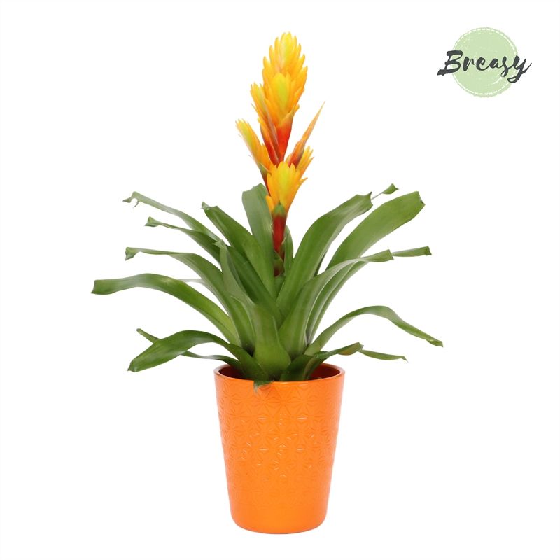 Vriesea Intenso Orange Flame Florence, D 13