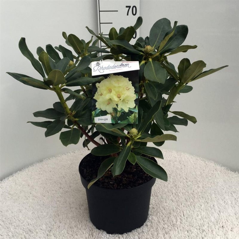 Rhododendron 'Horizon Monarch', D 29