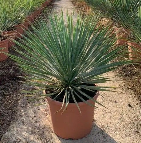 YUCCA ROSTRATA C-10L, D 25