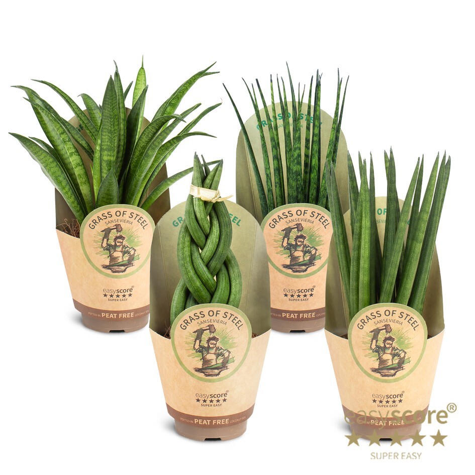 Sansevieria 'Grass of steel' Collection, D 9