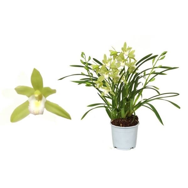 Cymbidium p12 Mint Source 5T25+, D 12