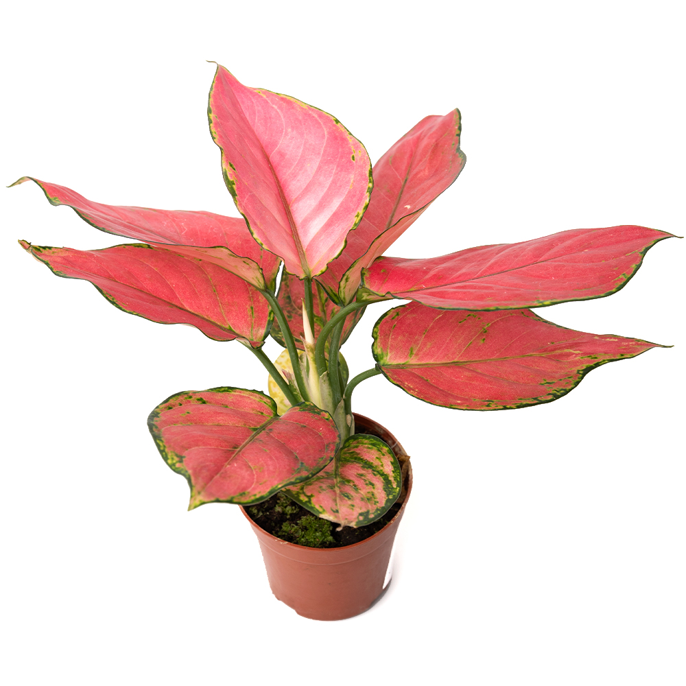 Аглаонема пинк стар 10 25 (предзаказ)