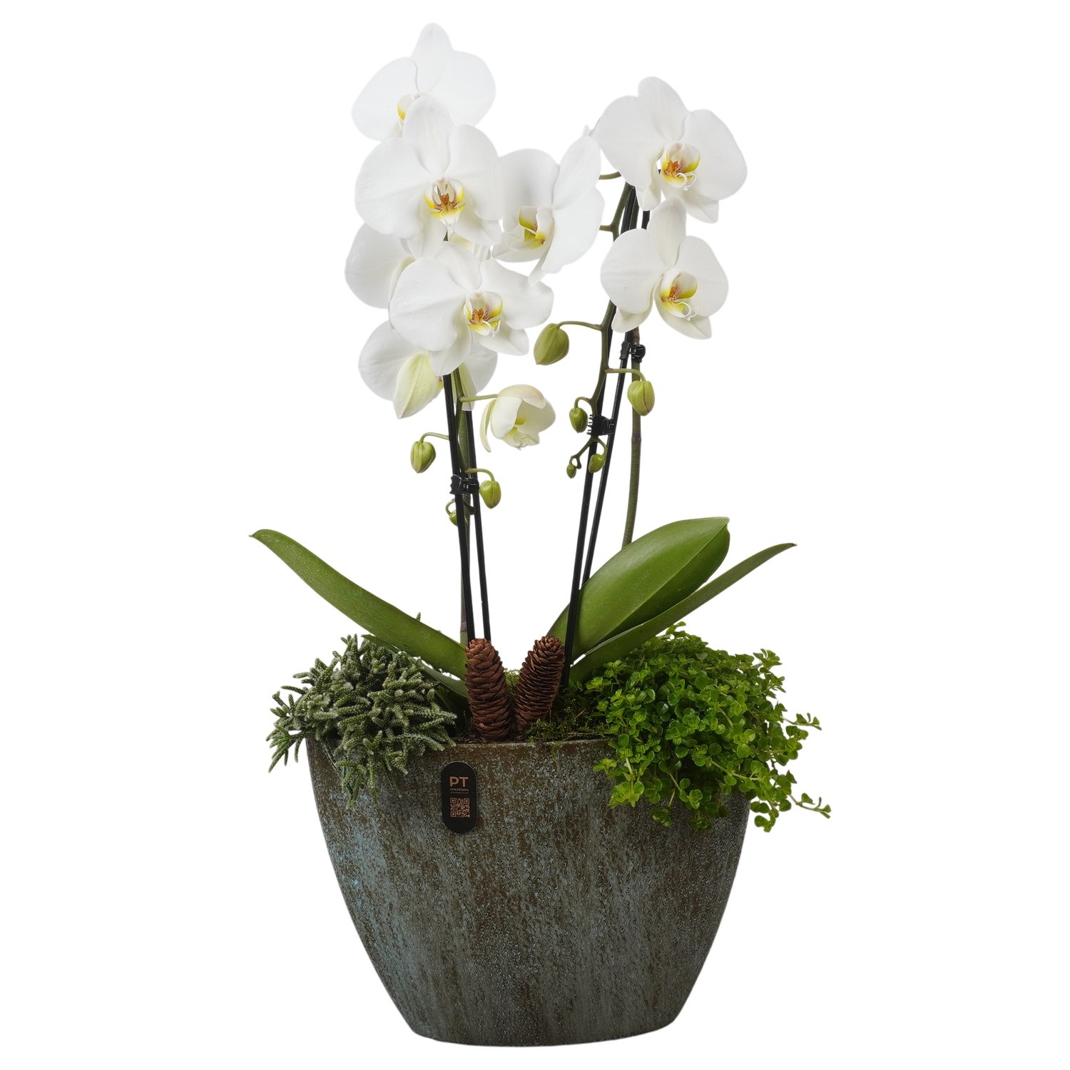 PTPAE1717 Arrangement phalaenopsis autumn exclusive in keramiek pot, D 33 cm