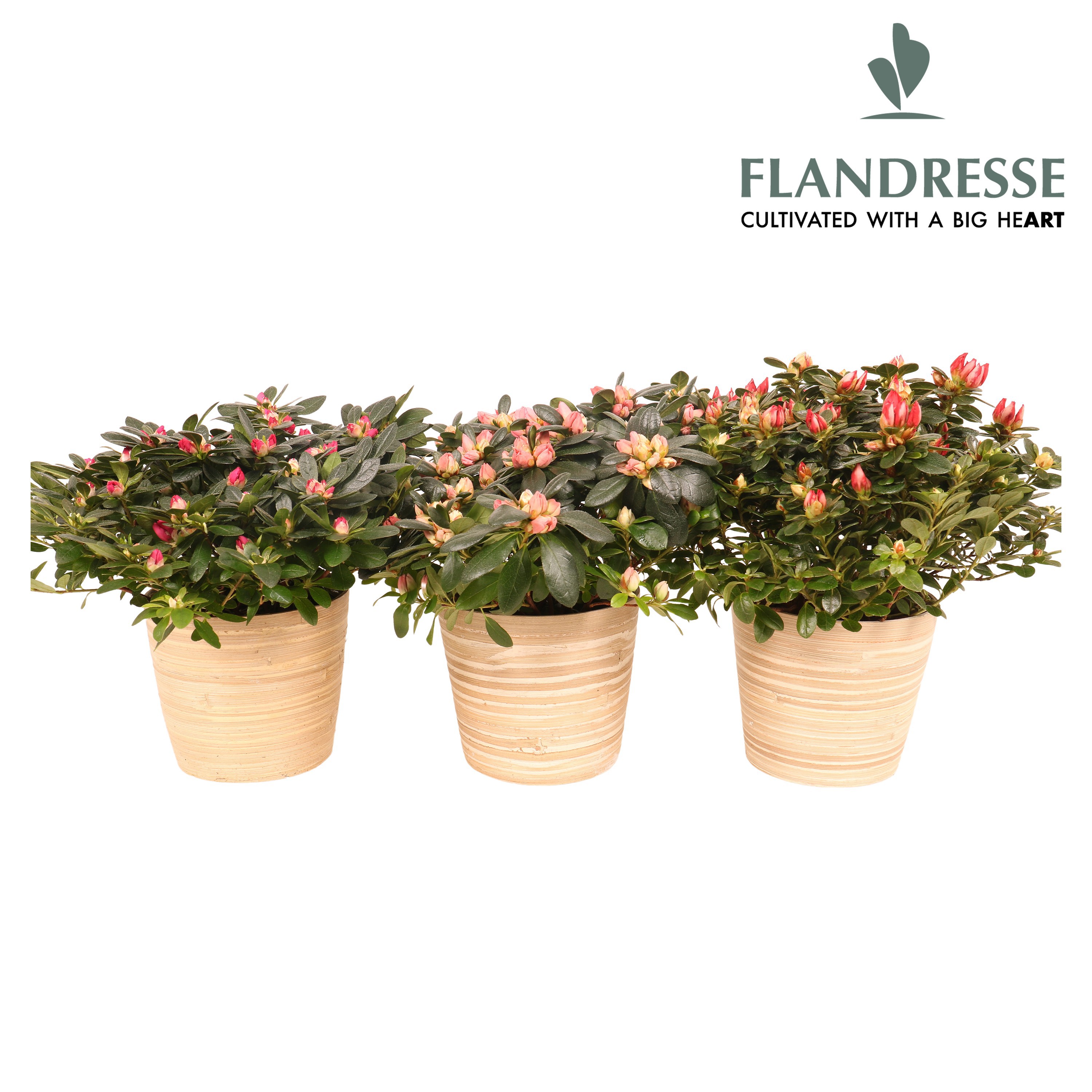 Azalea Flandresse® Bamboe Large, D 14